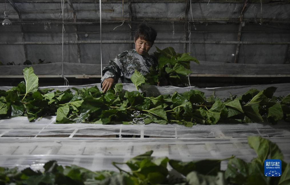 银河至尊备用网址